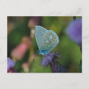 Carte postale Bleu commun papillon