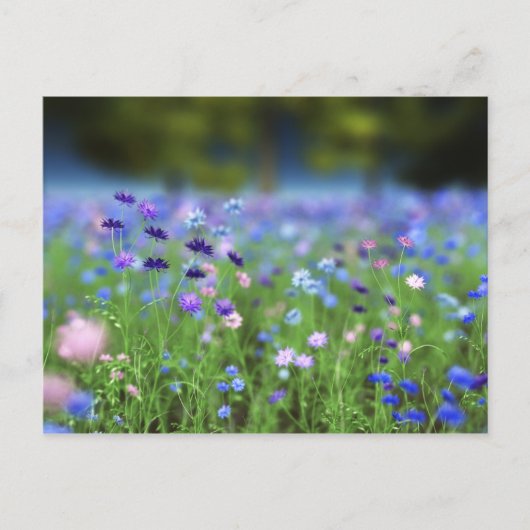 Carte postale bleu Cornflower (Devant)