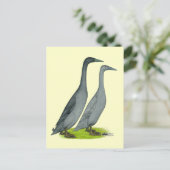 Carte Postale Bleu coureur canards (Debout devant)