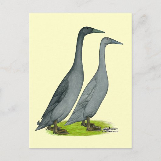 Carte Postale Bleu coureur canards (Devant)