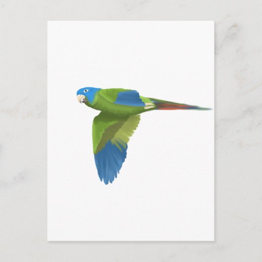 Carte Postale Bleu-couronné Conure (Devant)