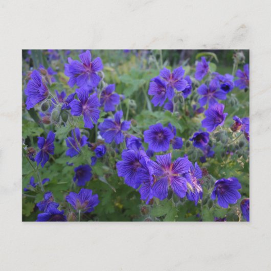 Carte postale Bleu Cranesbill Flowers (Devant)