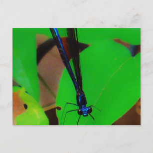 Carte Postale Bleu Damselfly sur une feuille verte. dragon
