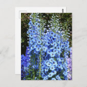Carte Postale Bleu Delphinium Fleurs Florales Jardin Nature (Devant / Derrière)