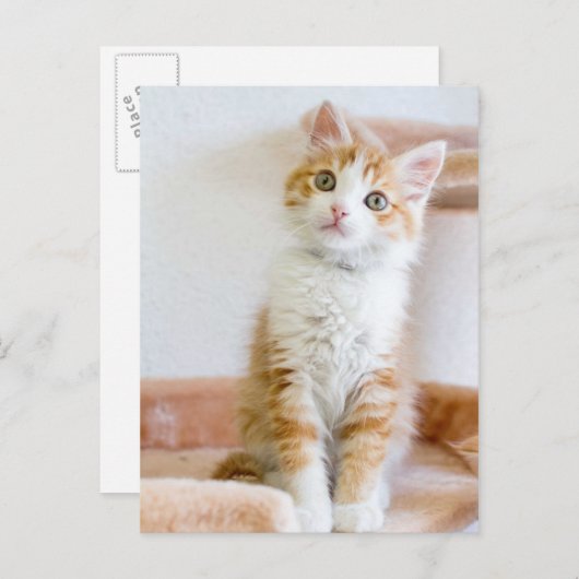 Carte Postale Bleu doux Kitty Eyed (Devant / Derrière)