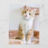 Carte Postale Bleu doux Kitty Eyed (Devant)