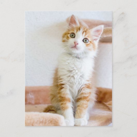 Carte Postale Bleu doux Kitty Eyed (Devant)