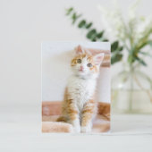 Carte Postale Bleu doux Kitty Eyed (Debout devant)