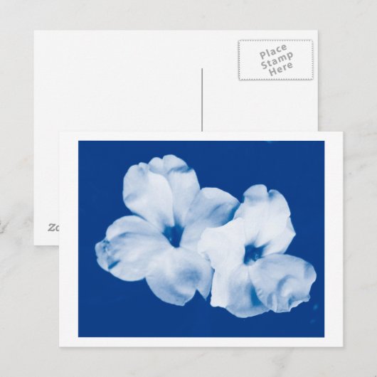 Carte Postale Bleu et blanc (Devant / Derrière)