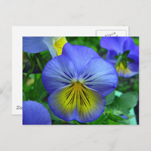 Carte postale bleu et jaune (Devant / Derrière)