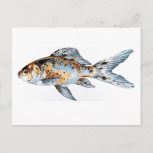 Carte Postale Bleu et orange Shubunkin Goldfish Fine Art