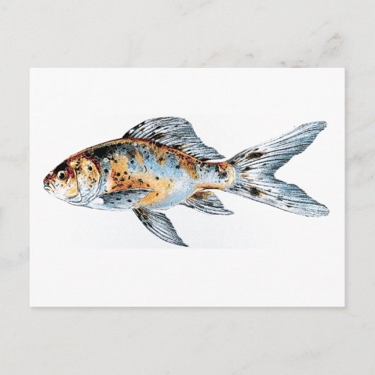 Carte Postale Bleu et orange Shubunkin Goldfish Fine Art (Devant)