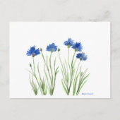 Carte Postale Bleu floral chic rustique aquarelle Cornflowers (Devant)