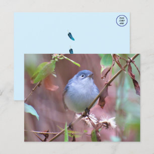 Carte Postale Bleu Gris Gnatcatcher Jardin Oiseau