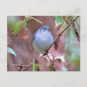 Carte Postale Bleu Gris Gnatcatcher Jardin Oiseau (Devant)