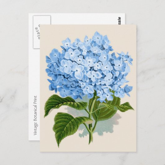 Carte Postale Bleu Hydrangea Botanique Imprimer (Devant / Derrière)