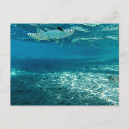 Carte Postale Bleu infini (Devant)