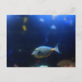 Carte Postale Bleu-jaune poisson tropical (Devant)