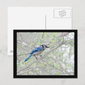 Carte Postale Bleu Jay Songbird (Devant / Derrière)