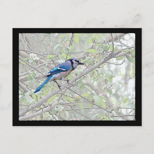Carte Postale Bleu Jay Songbird (Devant)