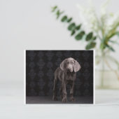 Carte Postale Bleu le chiot Weimaraner (Debout devant)