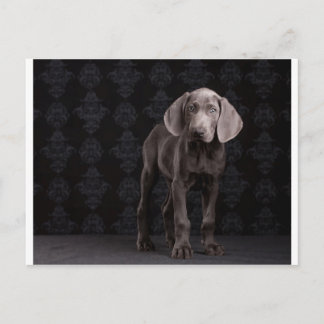 Carte Postale Bleu le chiot Weimaraner