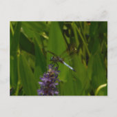 Carte Postale Bleu libellule sur une fleur pourpre (Devant)