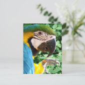 Carte postale bleu Macaw Parrot (Debout devant)