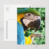 Carte postale bleu Macaw Parrot (Devant / Derrière)