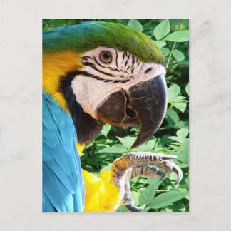 Carte postale bleu Macaw Parrot