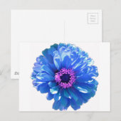 Carte Postale Bleu marguerite bleu photo florale (Devant / Derrière)