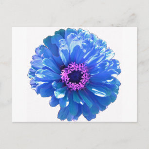 Carte Postale Bleu marguerite bleu photo florale