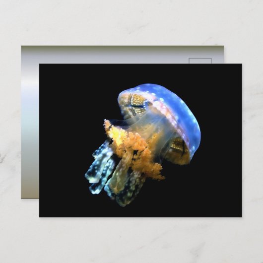 Carte Postale Bleu méduse (Devant / Derrière)