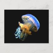 Carte Postale Bleu méduse (Devant)