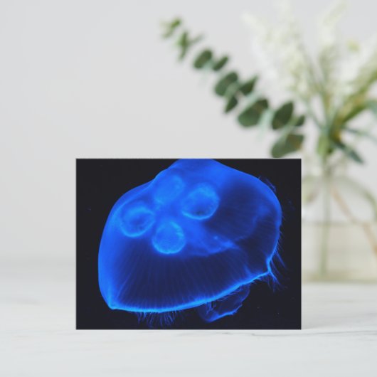 Carte Postale Bleu méduse (Debout devant)