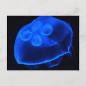 Carte Postale Bleu méduse (Devant)