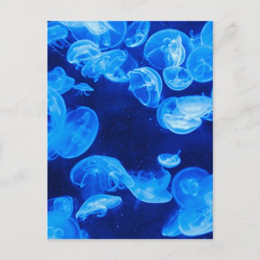 Carte Postale Bleu méduse sous l'eau (Devant)