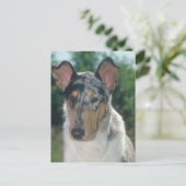 Carte Postale Bleu Merle Collie Manteau lisse (Debout devant)