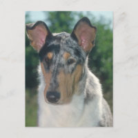 Bleu Merle Collie Manteau lisse
