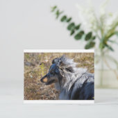 Carte Postale Bleu Merle Shetland Sheepdog (Debout devant)