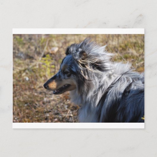 Carte Postale Bleu Merle Shetland Sheepdog (Devant)