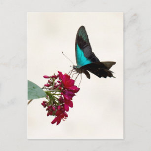 Carte postale Bleu Mountain Swallowtail Butterfly