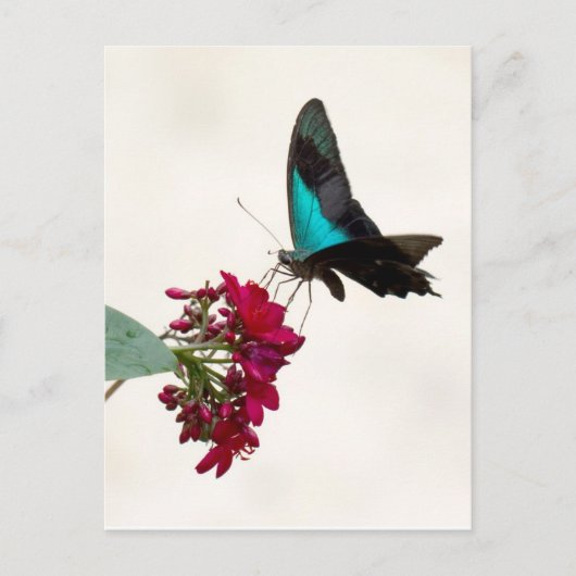 Carte postale Bleu Mountain Swallowtail Butterfly (Devant)