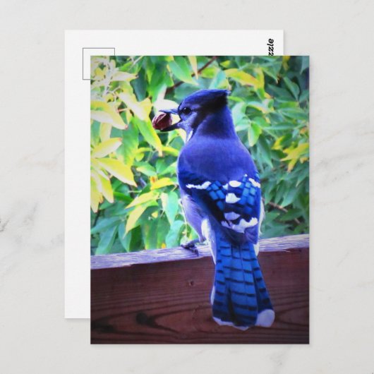 Carte Postale Bleu Nord Jay W Peanut Belles plumes Bleues (Devant / Derrière)