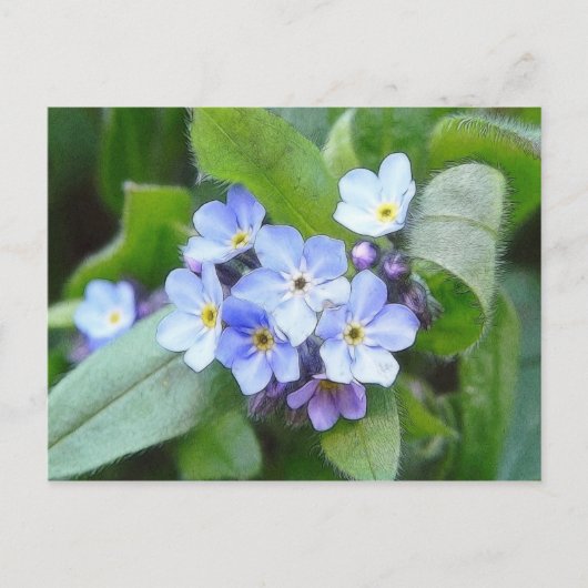 Carte Postale Bleu Oublie Moi Pas Fleurs (Devant)