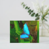 Carte Postale Bleu papillon (Debout devant)