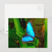 Carte Postale Bleu papillon (Devant / Derrière)