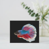 Carte Postale Bleu, rose et blanc Betta Fish (Debout devant)