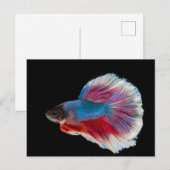 Carte Postale Bleu, rose et blanc Betta Fish (Devant / Derrière)