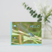 Carte postale Bleu Tail Damselfly HELLO (Debout devant)